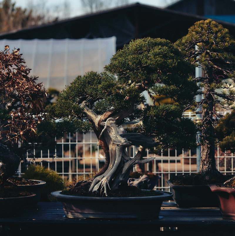 Let's start with greenery. Or even start with bonsai.