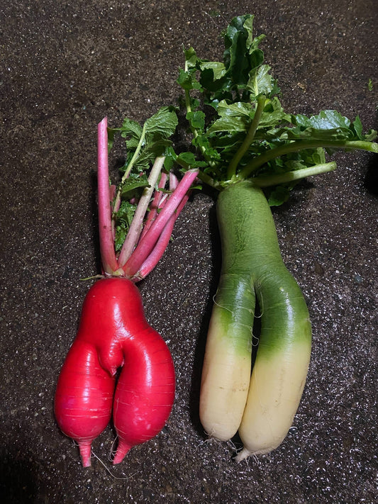 加藤忠幸の脳内インデックス。<br>＜や＞ 野菜