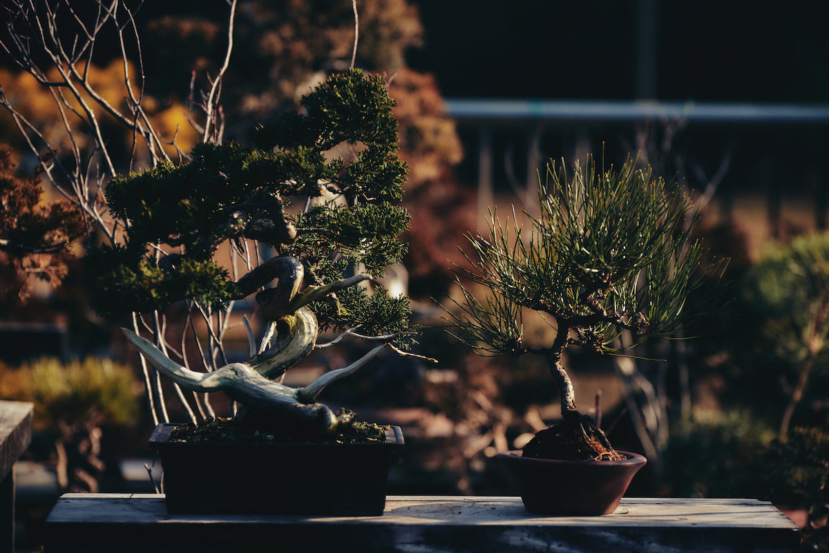 左が真柏で数万円、右が黒松で数千円の価格（価格は、桃松園の場合）。