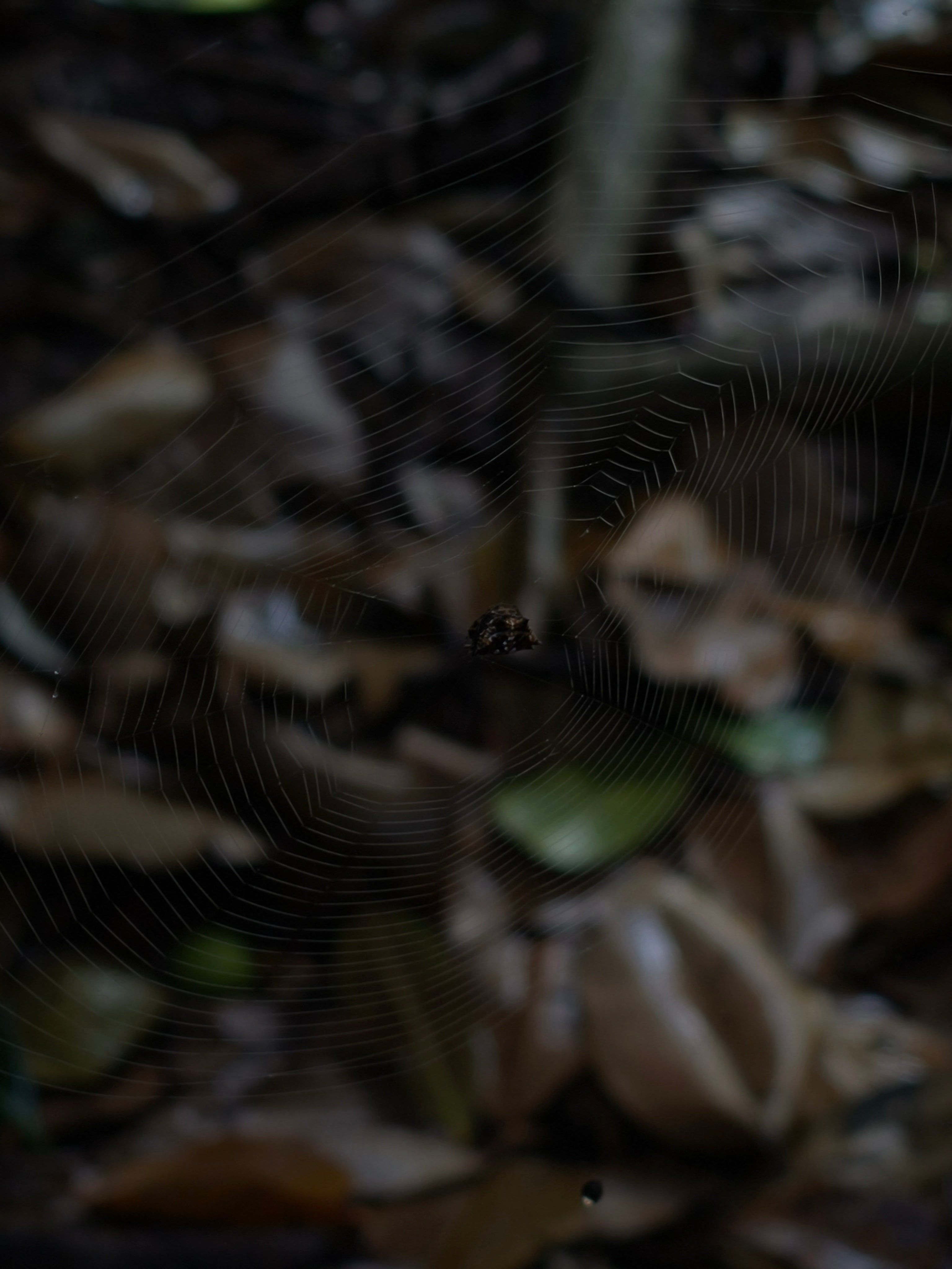 沖縄で撮影した写真。