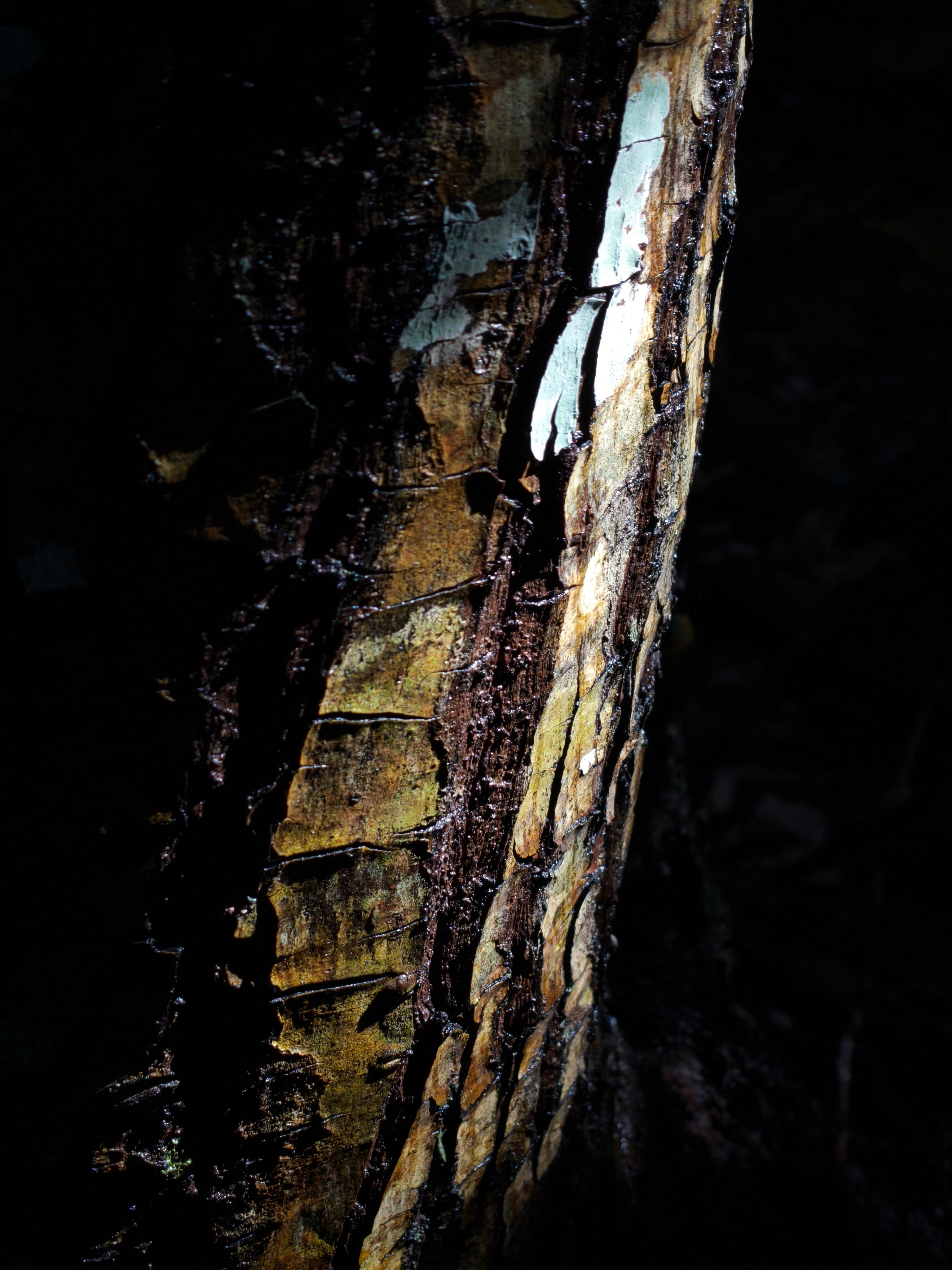 沖縄で撮影した写真。