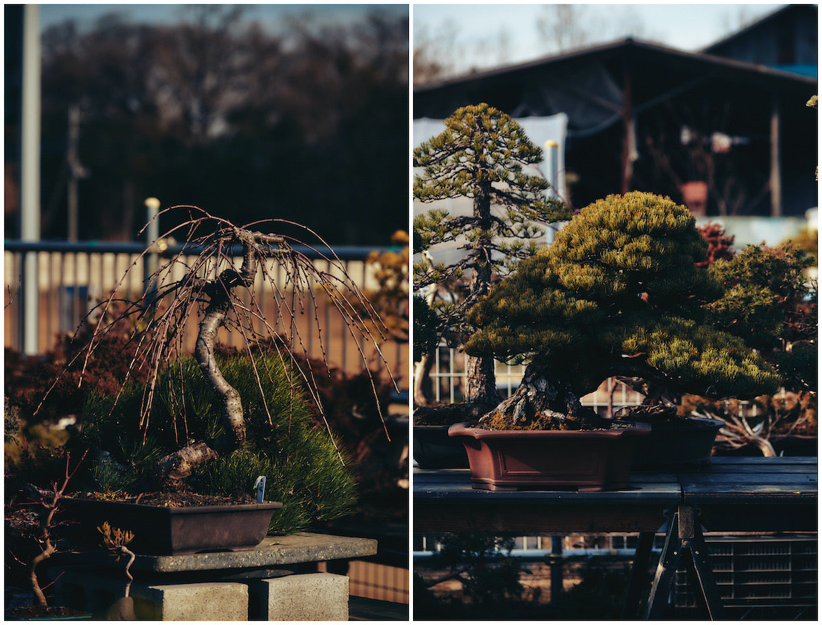 （左）桜：春になればきれいな花を咲かせる。
<br>（右）五葉松：このフォルムはまさにイメージ通りの盆栽を体現している。