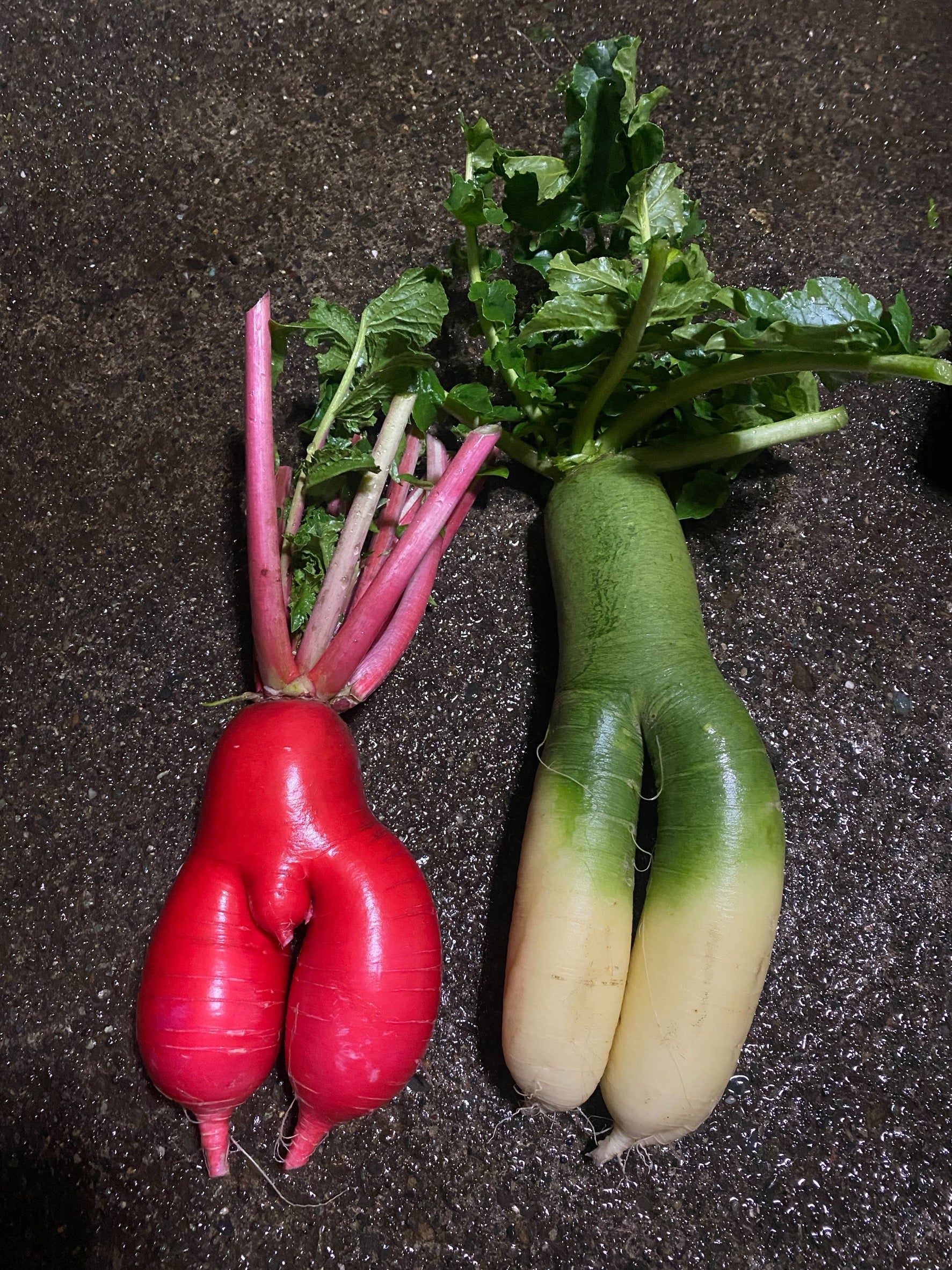 加藤忠幸の脳内インデックス。<br>＜や＞ 野菜