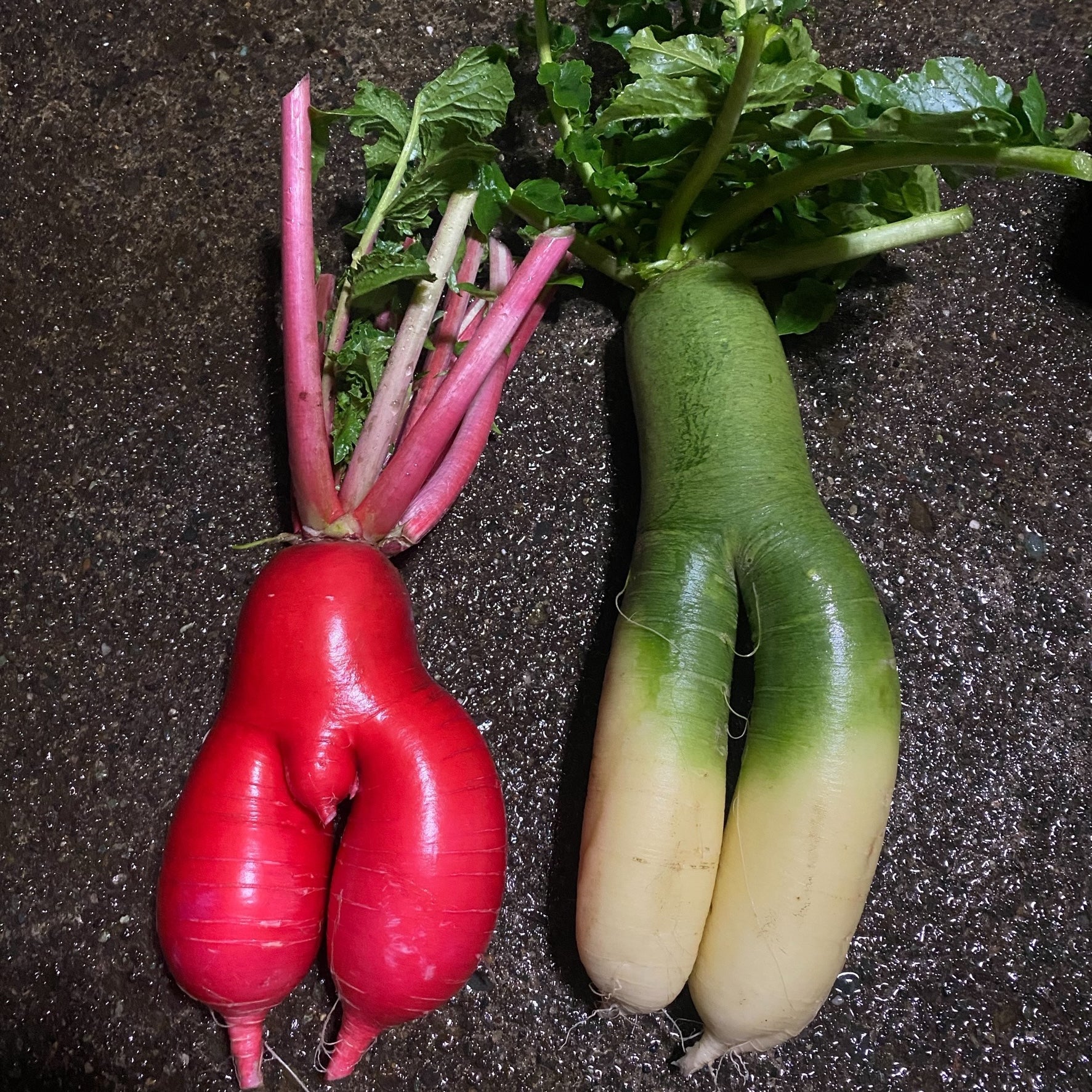 加藤忠幸の脳内インデックス。<br>＜や＞ 野菜